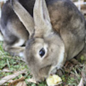 Meet your Posher, Grace ann